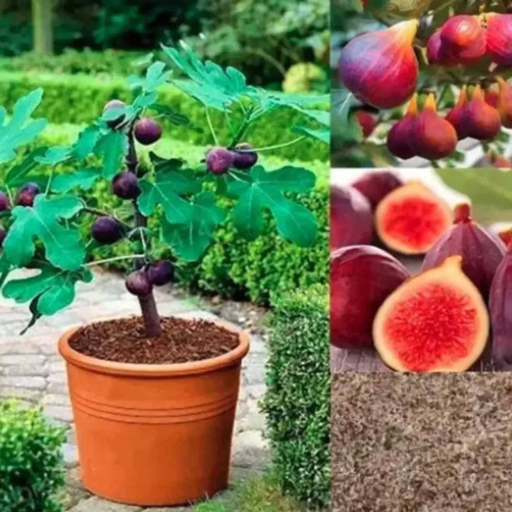 Sweet fig tree seeds - gardening