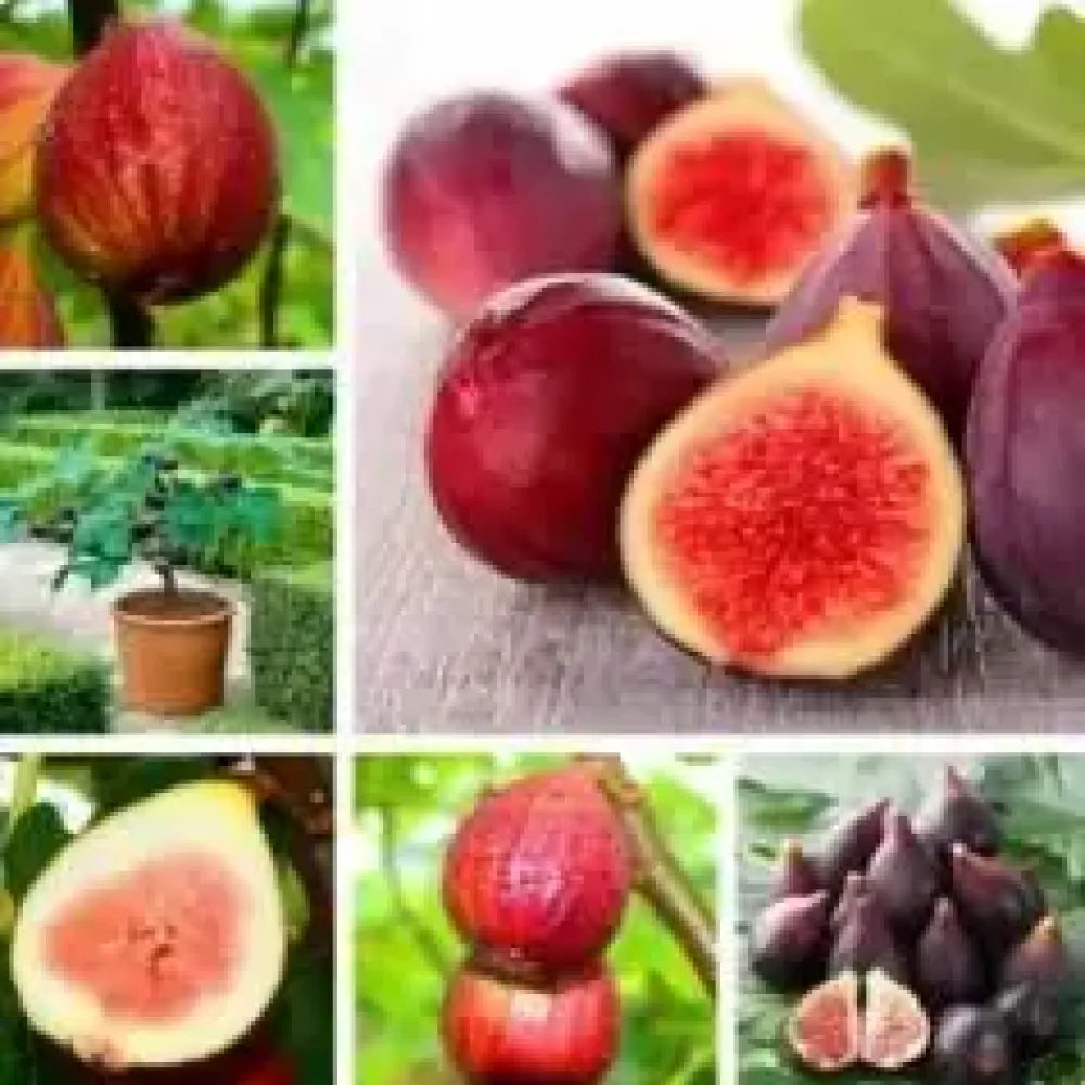 Sweet fig tree seeds - gardening