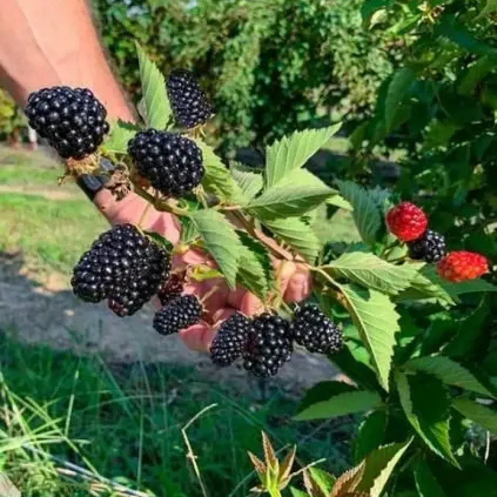 Sweet giant blackberry seeds – pack of 1