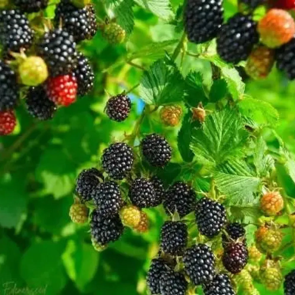 Sweet giant blackberry seeds – pack of 1