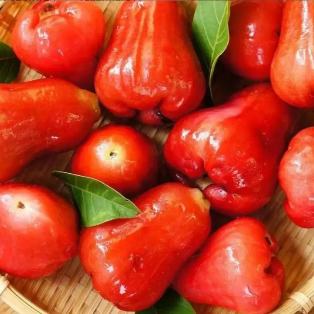 Thai wax apple seeds - gardening