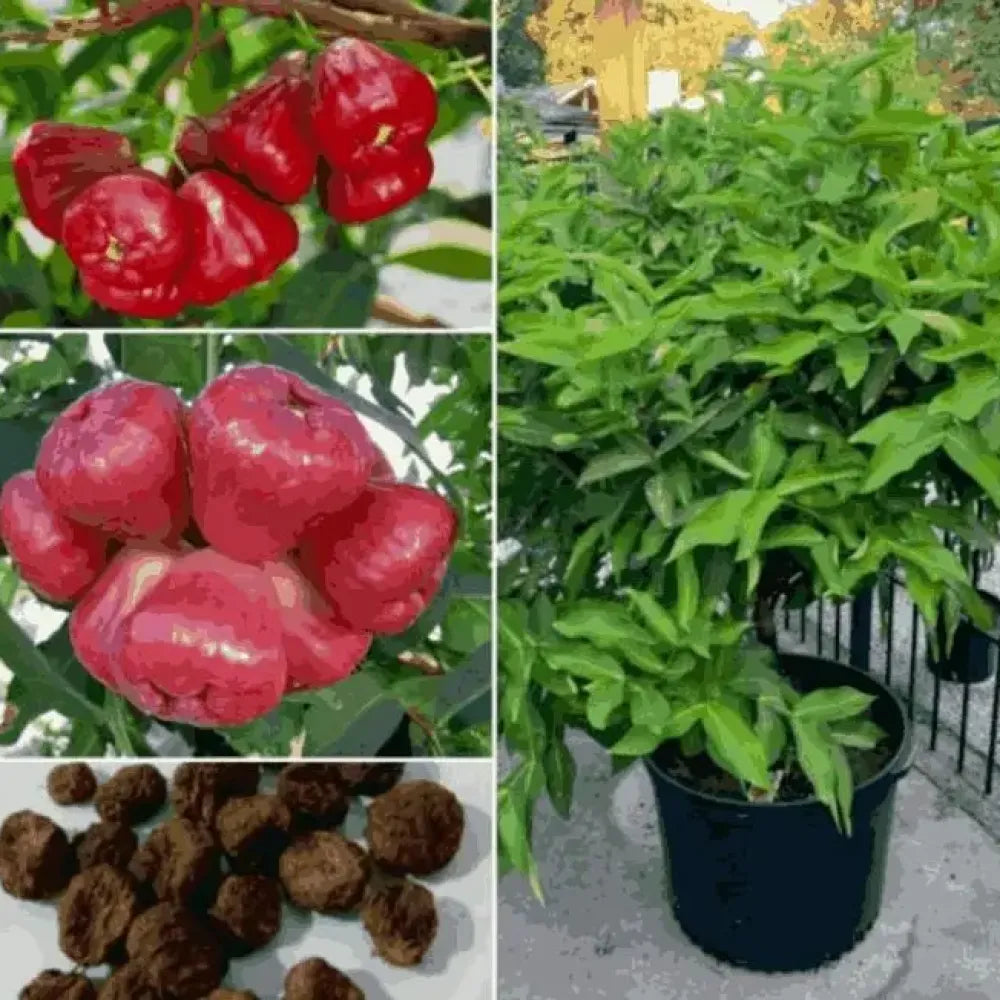 Thai wax apple seeds - gardening