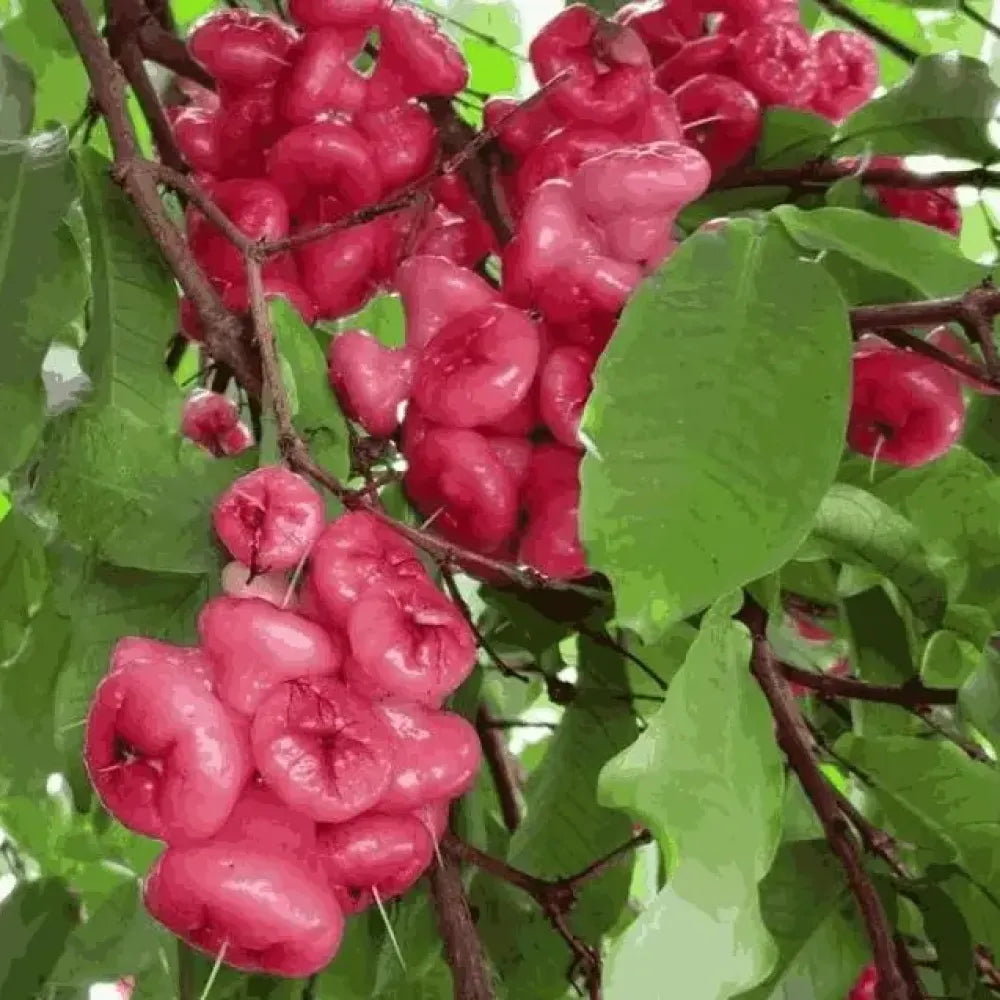 Thai wax apple seeds - gardening