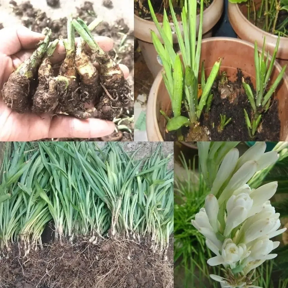 Tuberose flower bulbs - gardening