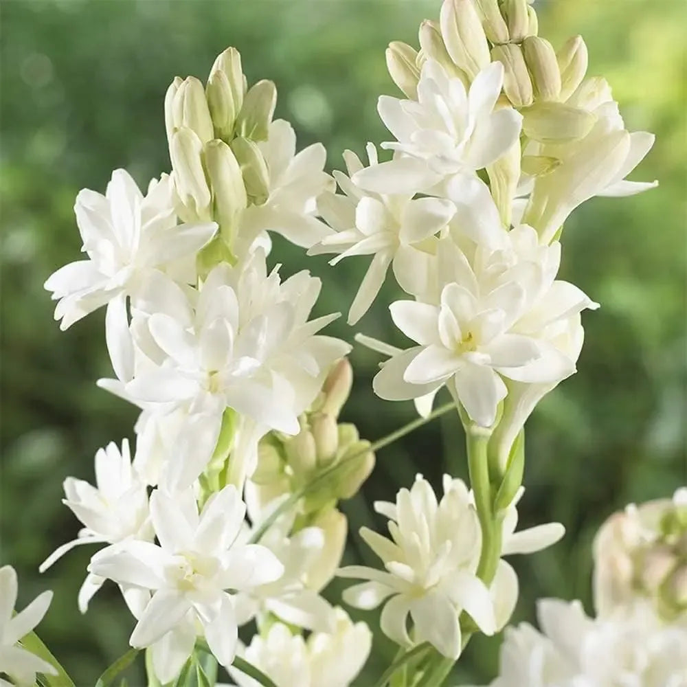 Tuberose flower bulbs - gardening