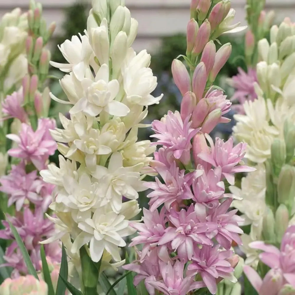 Tuberose flower bulbs - gardening