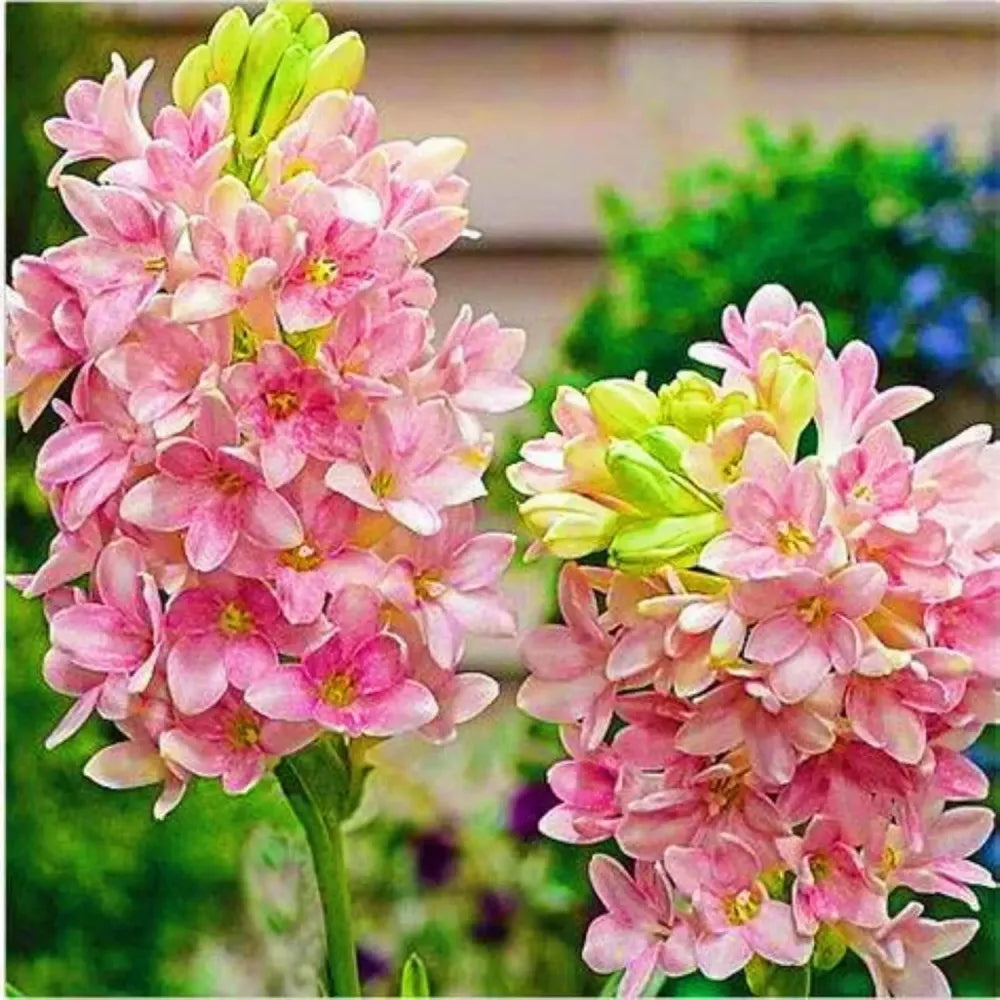 Tuberose flower bulbs - gardening
