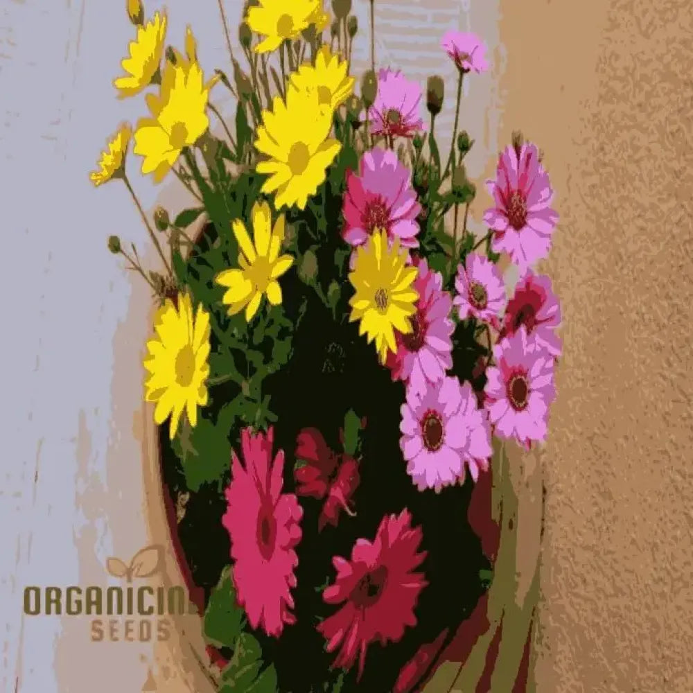Vibrant gerbera daisy seeds - gardening