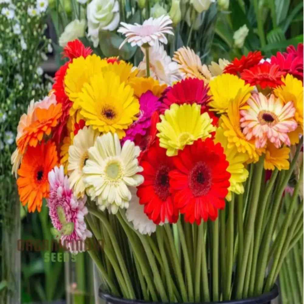 Vibrant gerbera daisy seeds - gardening