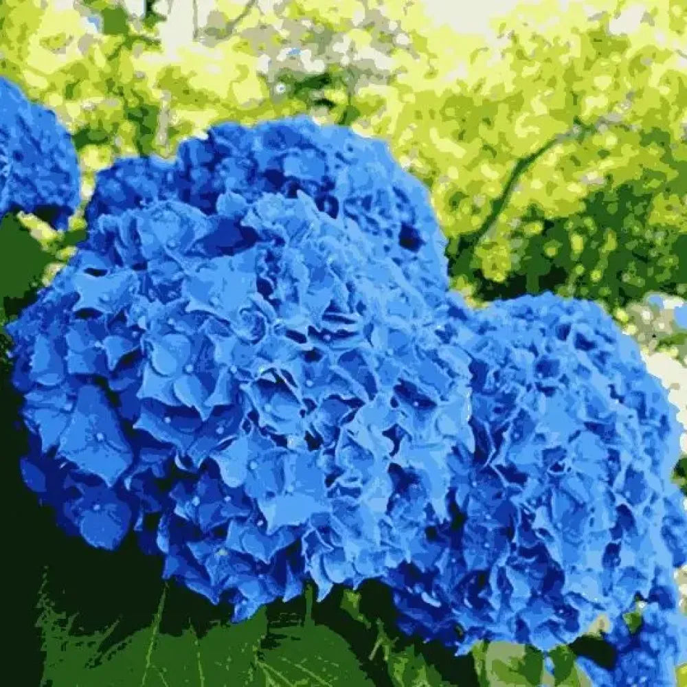 Vibrant hydrangea flower seeds - gardening