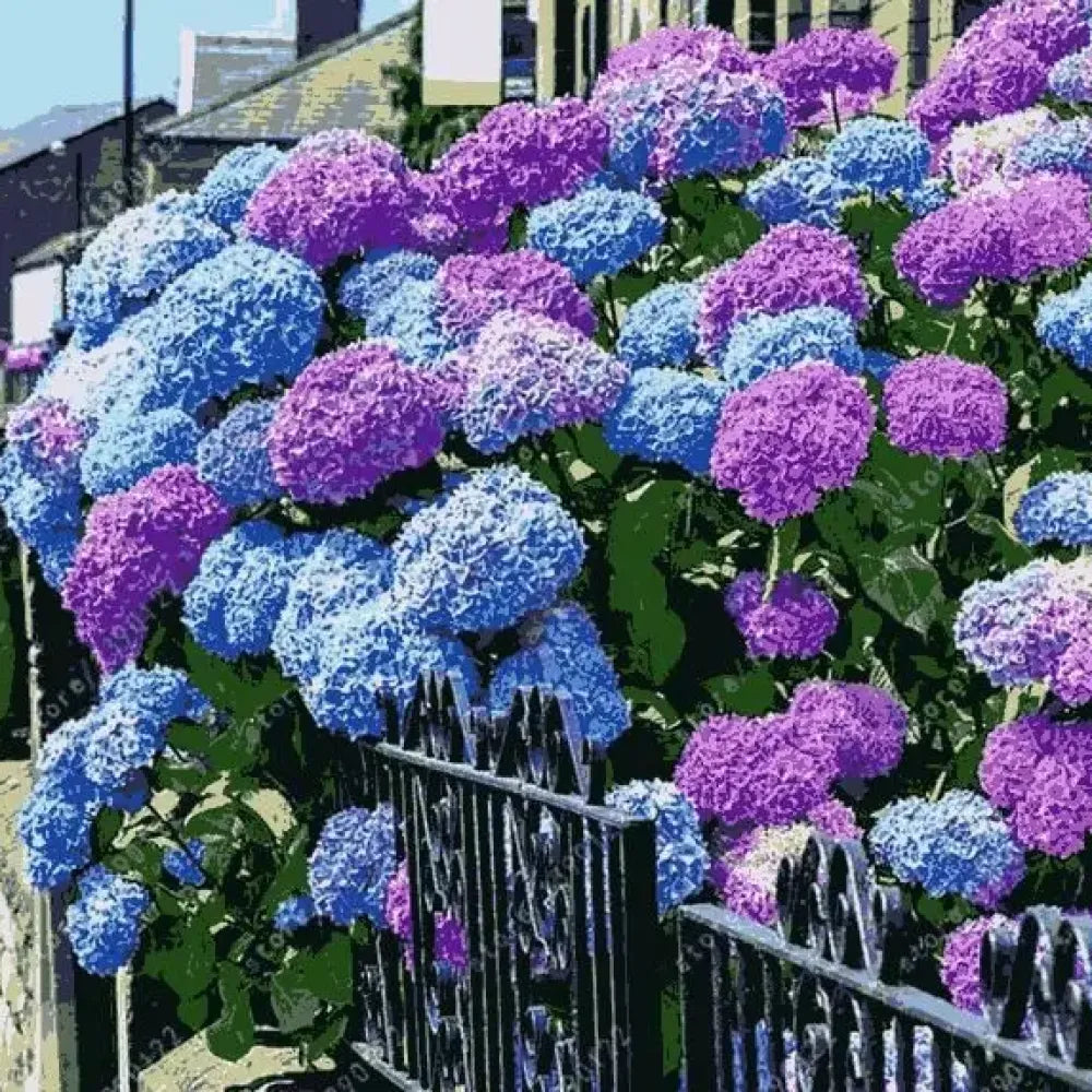 Vibrant hydrangea flower seeds - gardening