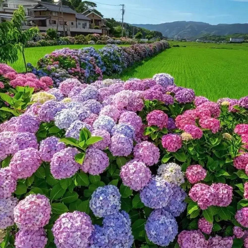 Vibrant hydrangea flower seeds - gardening