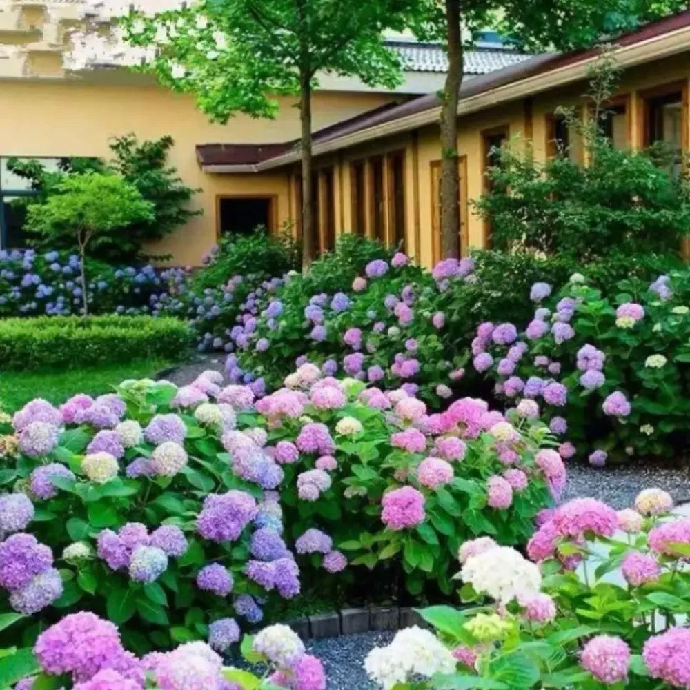 Vibrant hydrangea flower seeds - gardening
