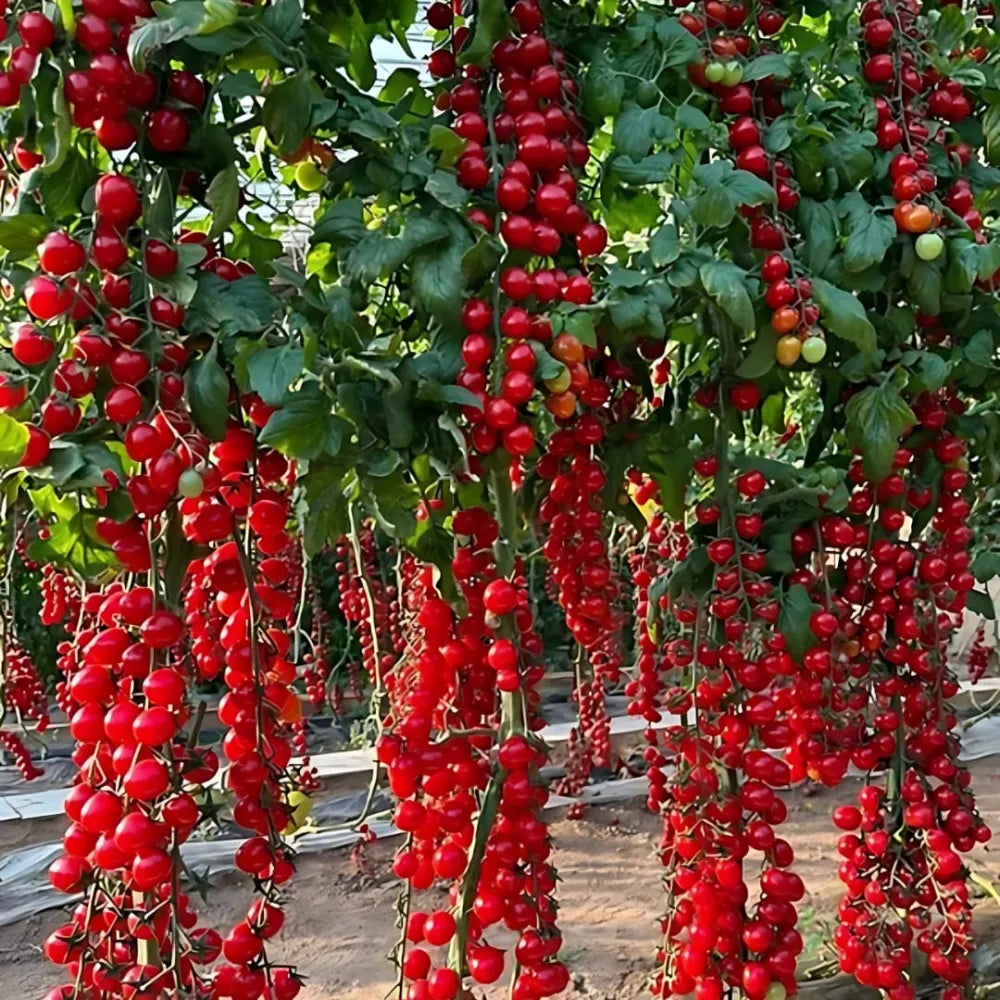 Waterfall tomato seeds