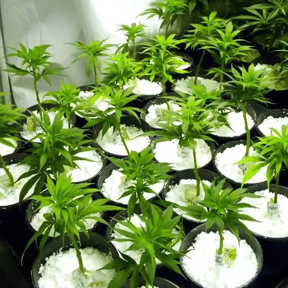 Paradise perlite soil conditioner