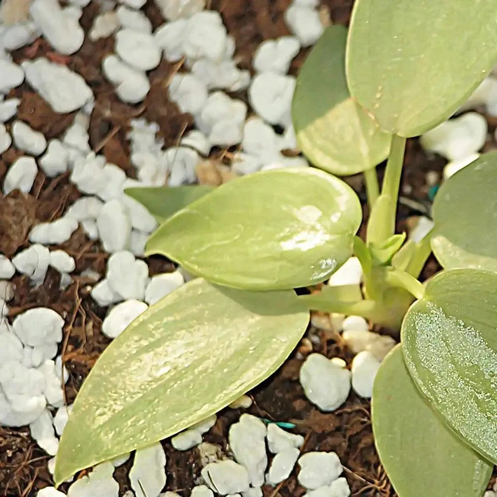 Paradise perlite soil conditioner
