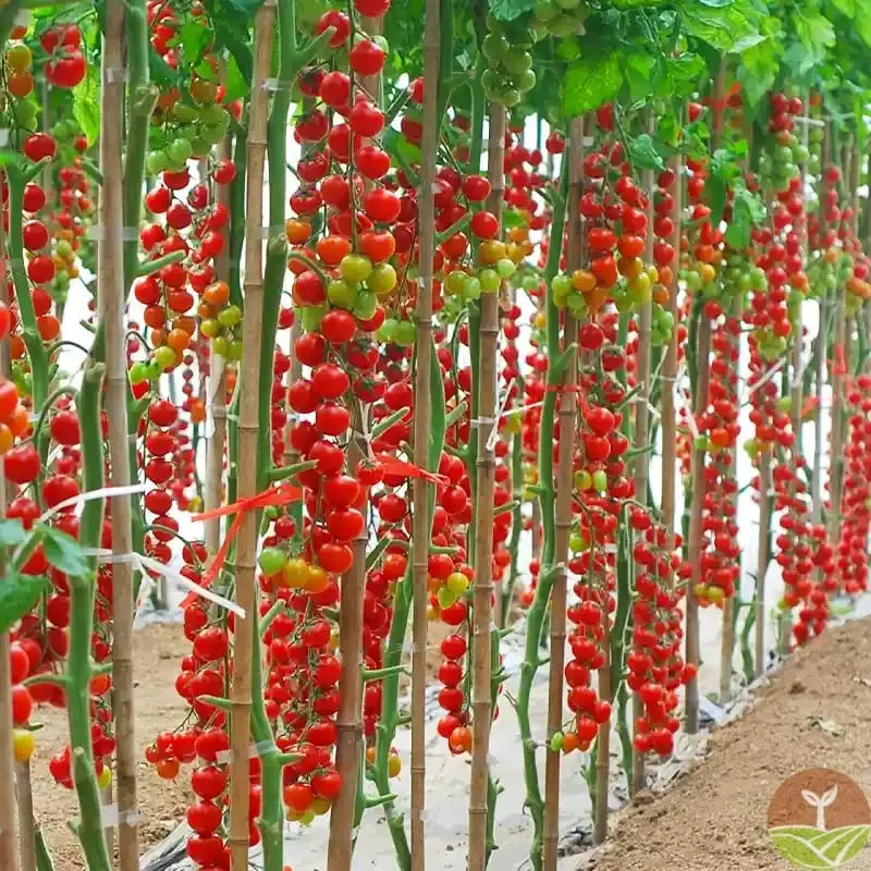 Waterfall tomato seeds