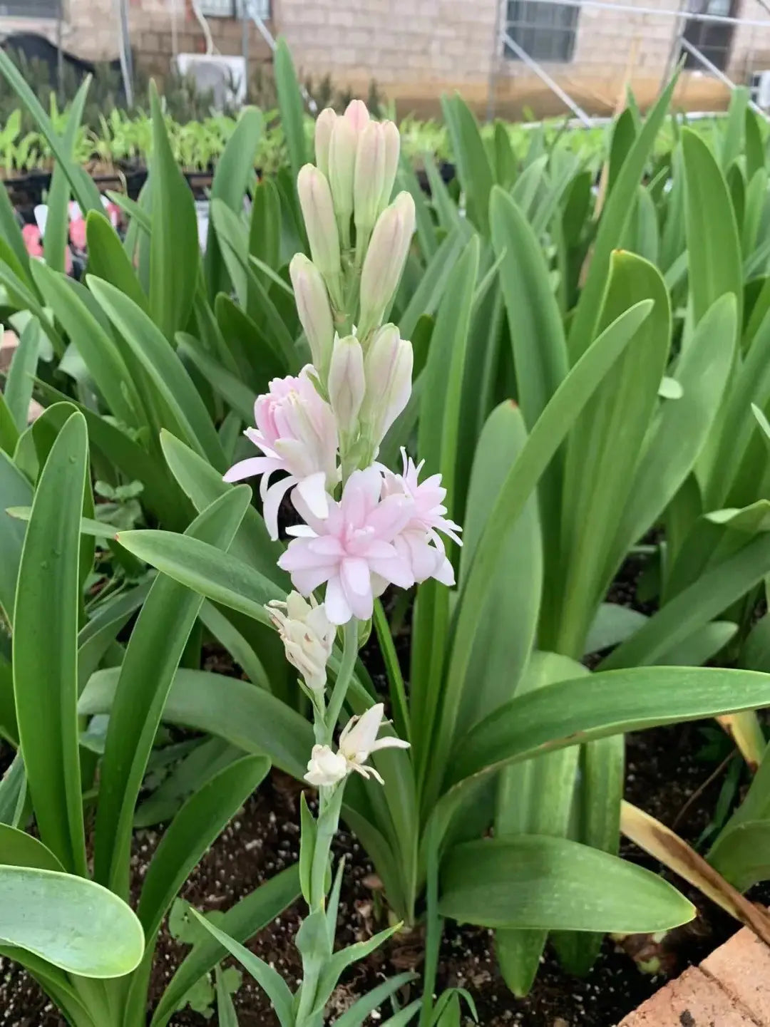 Rajnigandha double petal tuberose bulbs (pack of 2)