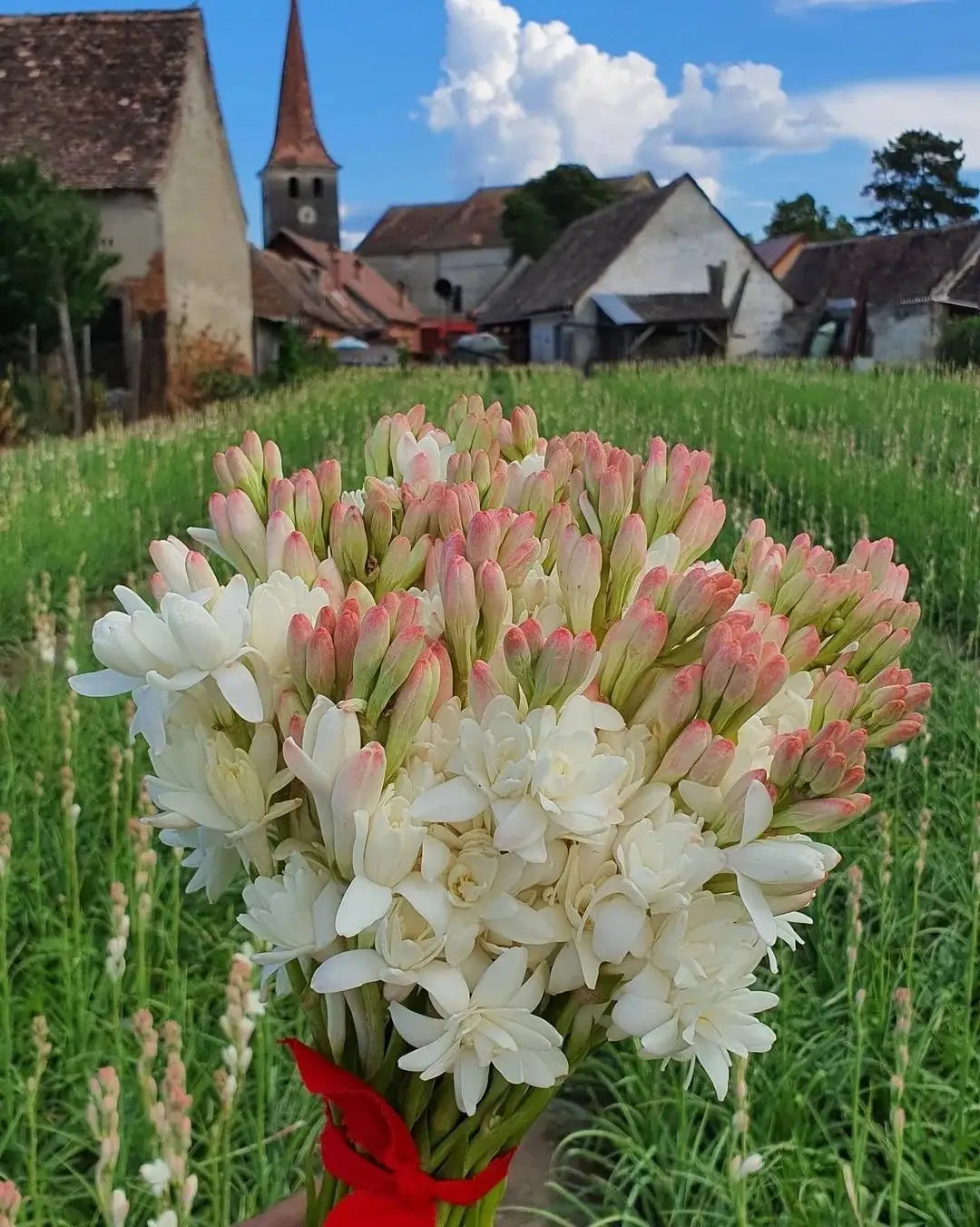 Rajnigandha double petal tuberose bulbs (pack of 2)