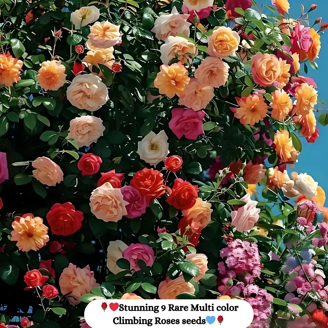 Elegant climbing rose flower seeds