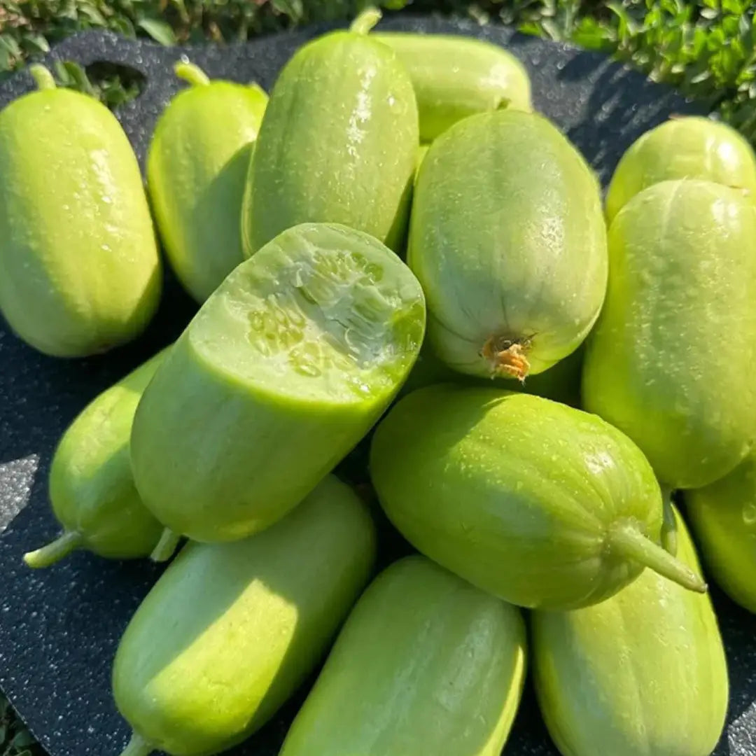 Golden boy cucumber seeds