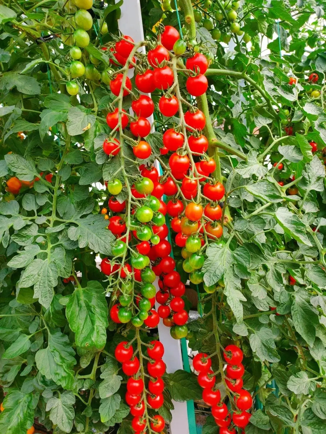 Waterfall tomato seeds