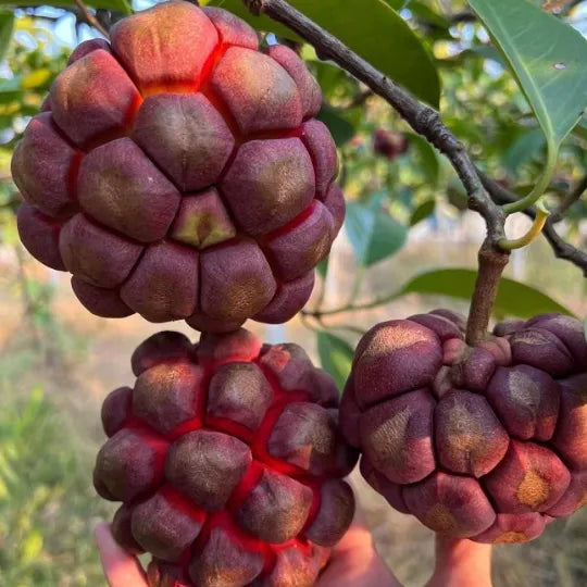Devil fruit fantasy seeds