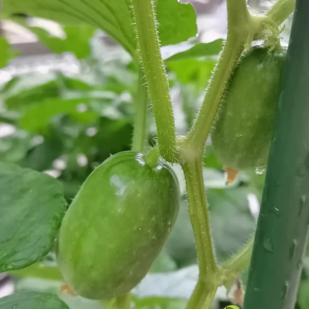 Golden boy cucumber seeds