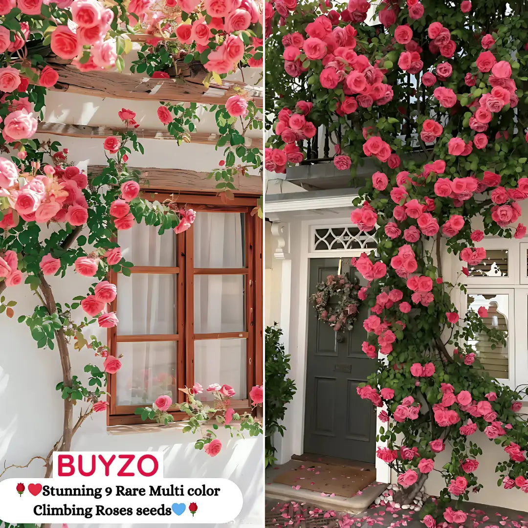 Elegant climbing rose flower seeds