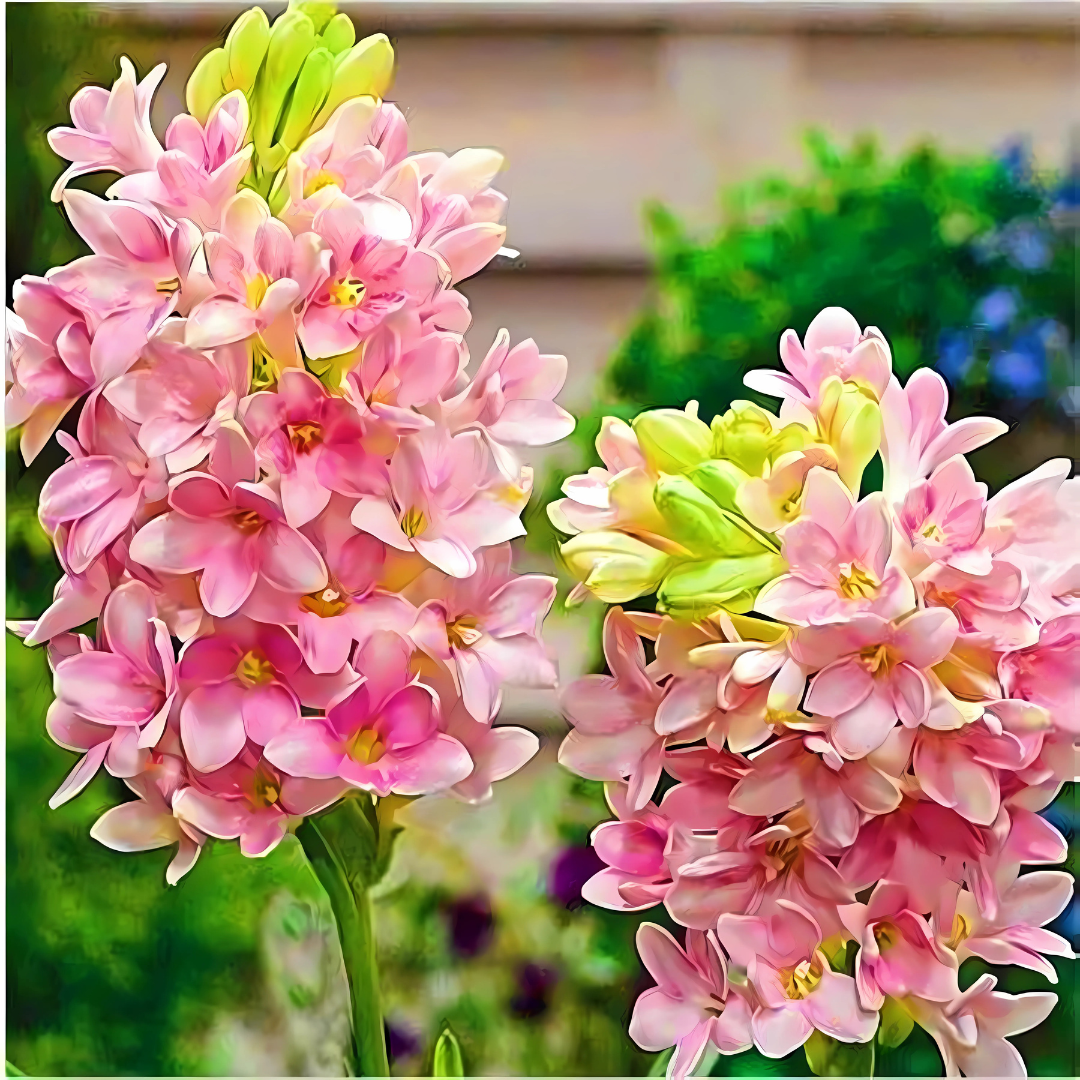 Rajnigandha Double Petal Tuberose Bulbs (Pack of 2)