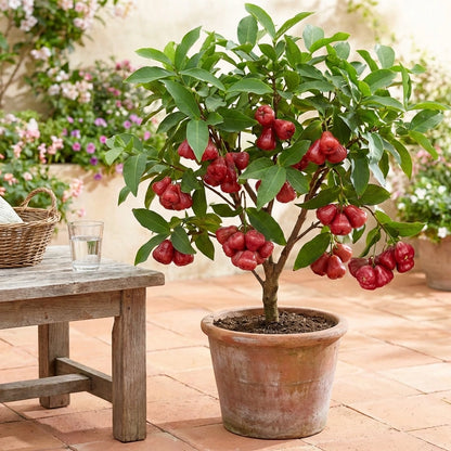 Thai Wax Apple Seeds