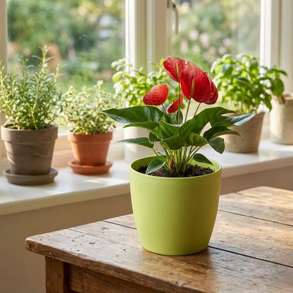 Colorful Round Flower Pots