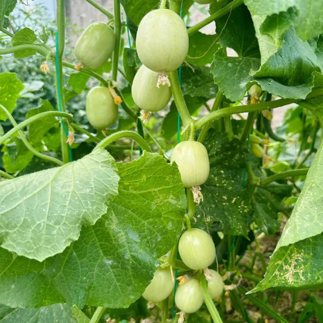 Golden boy cucumber seeds