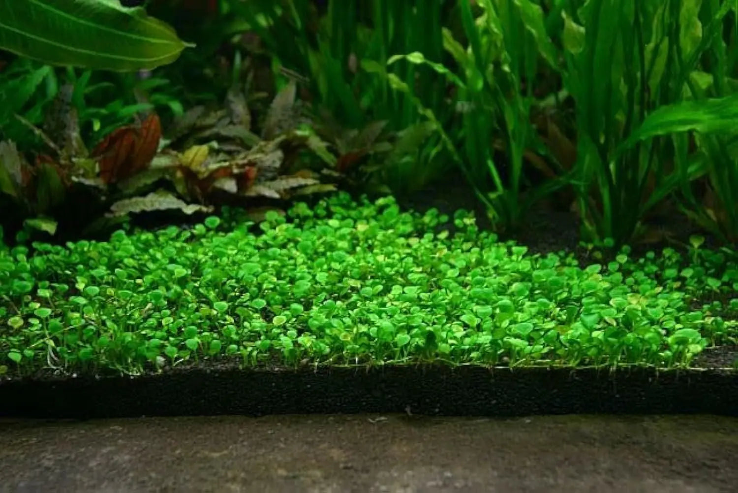 Double leaf aquarium plant seeds