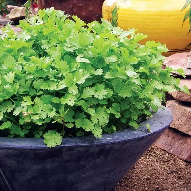 Organic coriander seeds for gardening (pack of 20)