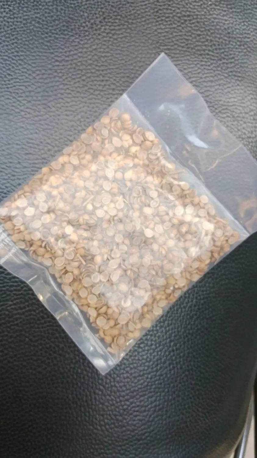 Organic coriander seeds for gardening (pack of 20)