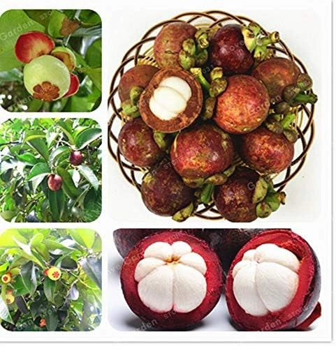 Mangosteen fruit seeds – pack of 1
