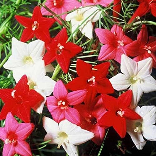 Cypress vine plant seeds