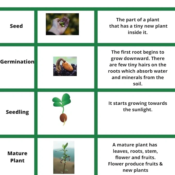 Mini thumb watermelon seeds – pack of 1