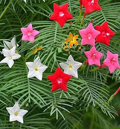 Cypress vine plant seeds