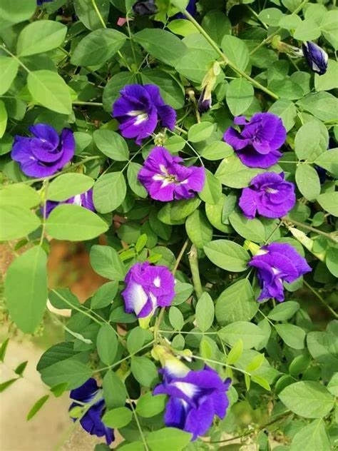 Butterfly pea flower seeds