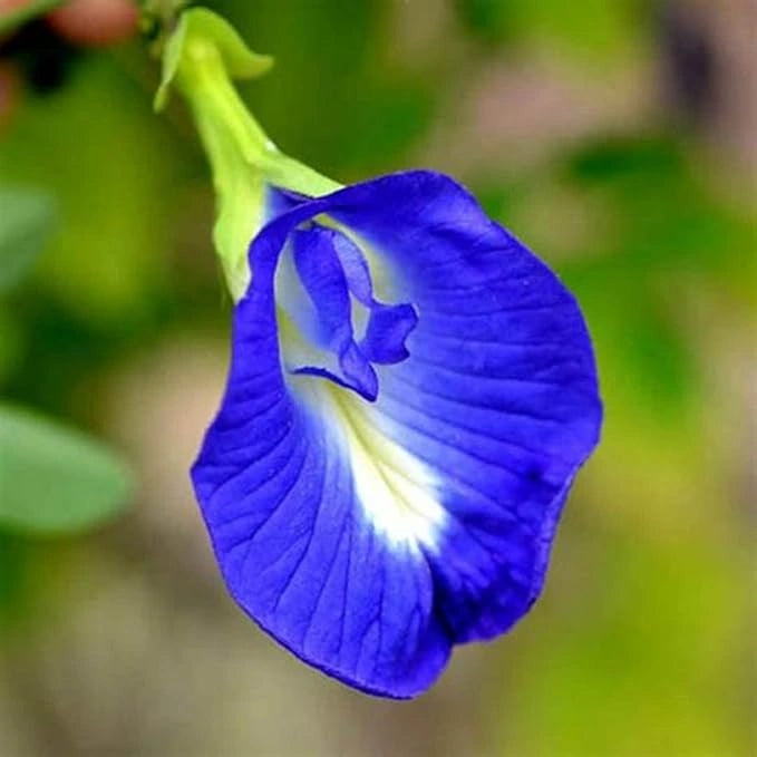 Butterfly pea flower seeds
