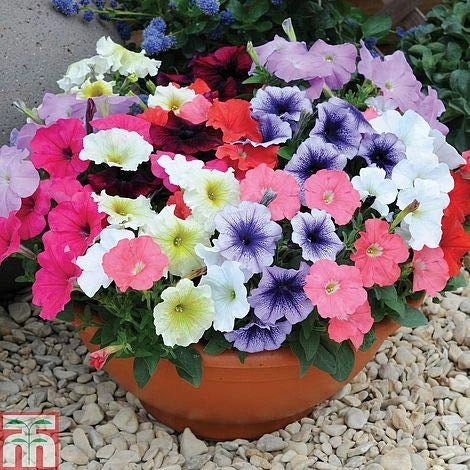 Morning glory mix flower seeds