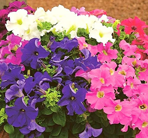 Morning glory mix flower seeds