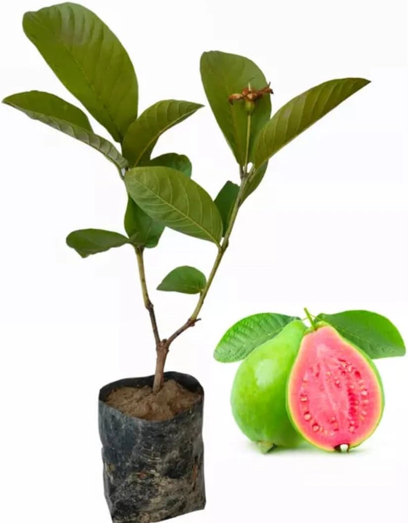 Imported guava seeds
