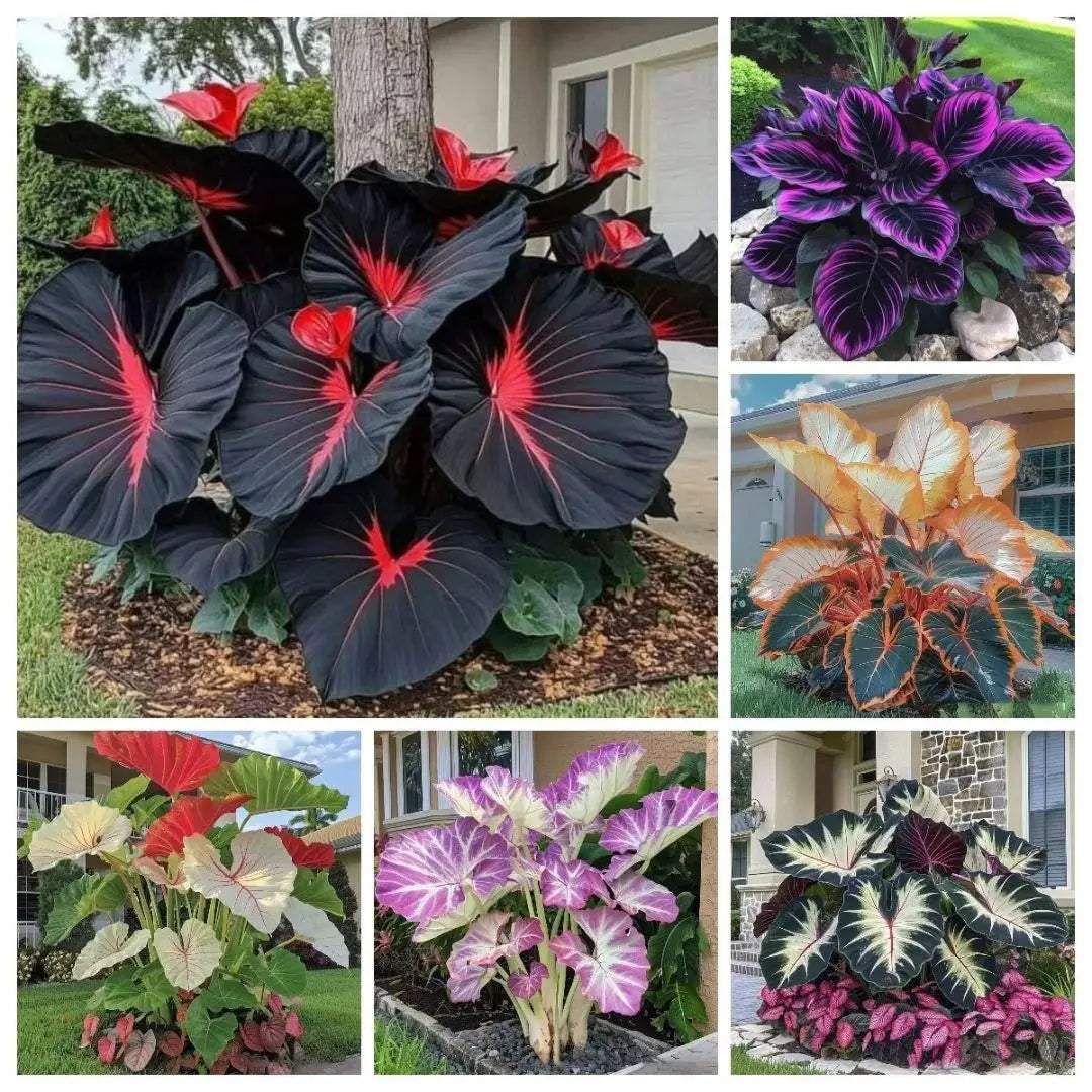 Black hosta seeds with pot mix