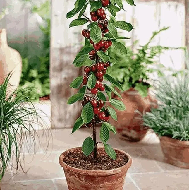 Rainier Cherry Seeds Pack