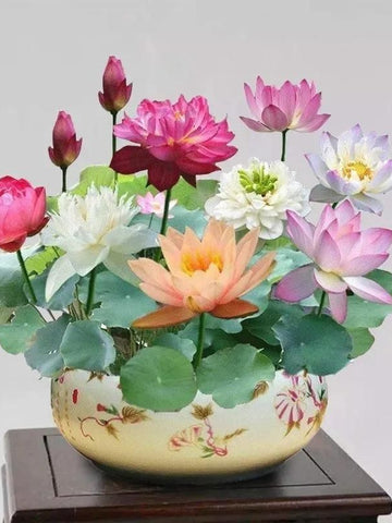 Bonsai lotus flower seeds