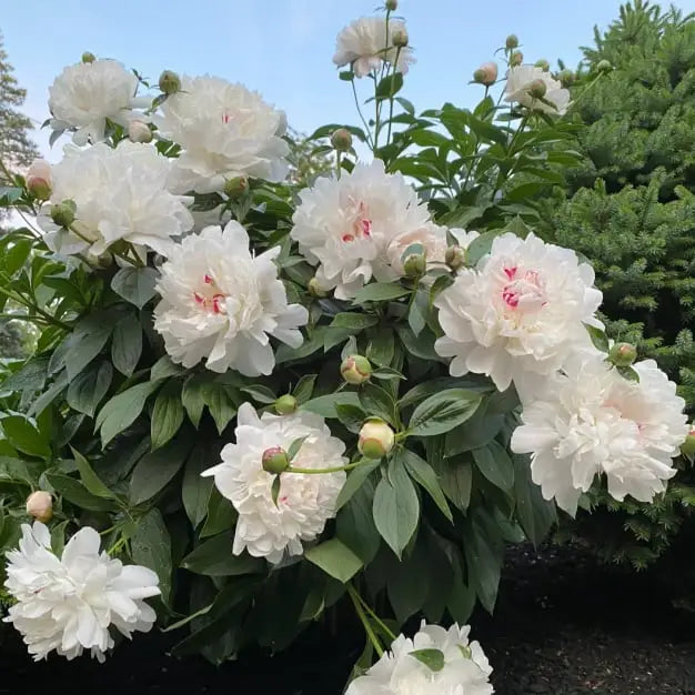 The queen of flowers - peony flower