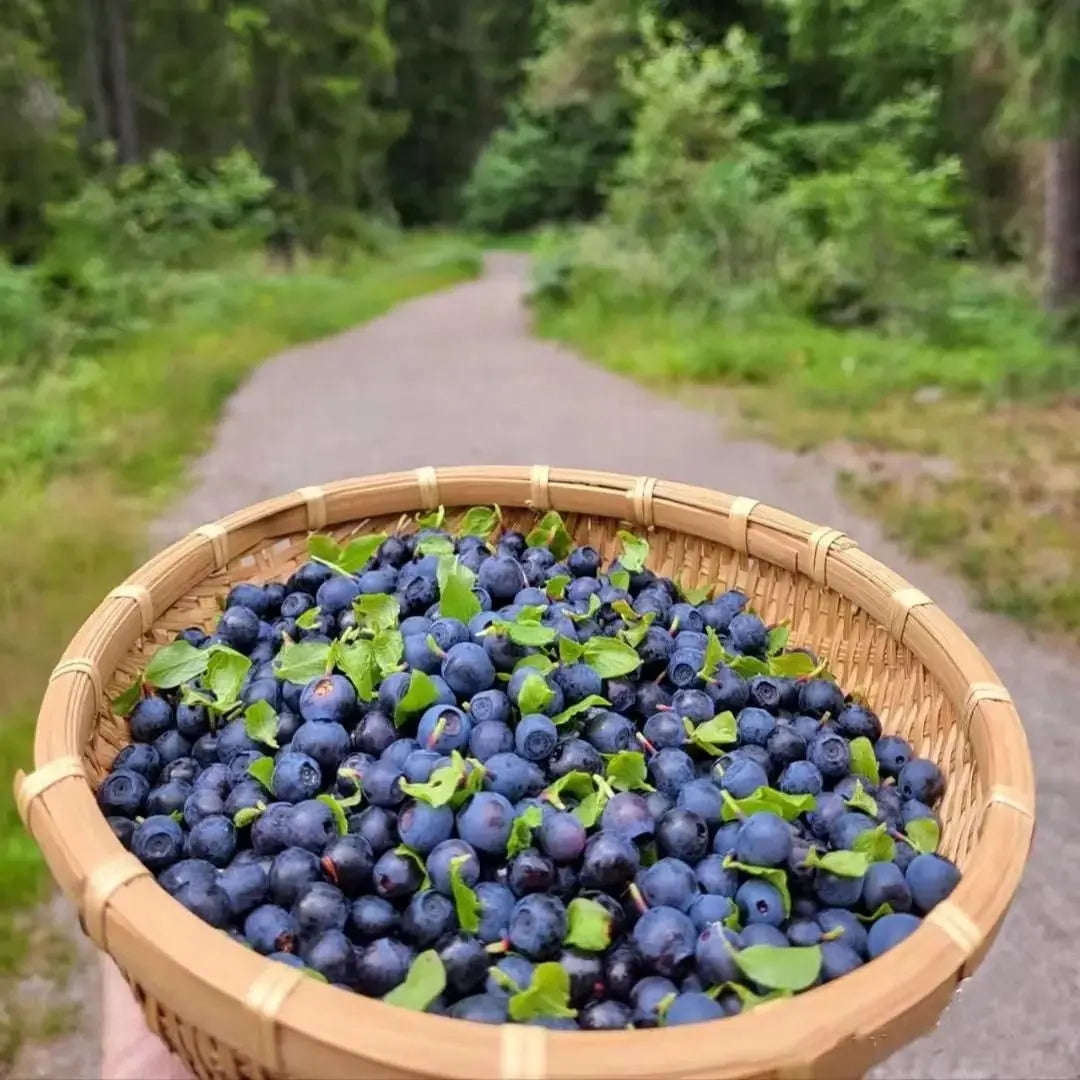 Giant blueberry plant seeds